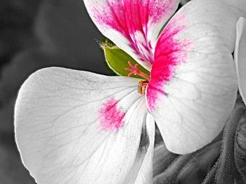 Close-up of pink flower