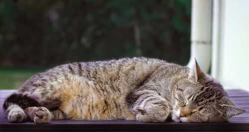 Close-up of a cat sleeping