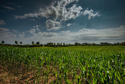 Scenic view of agricultural field against sky