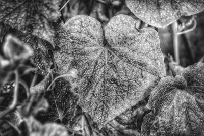 Close-up of plant against blurred background