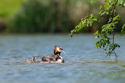 Duck swimming in lake