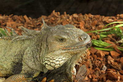 Close-up of lizard on land