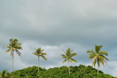 Low angle view of palm trees against sky