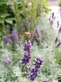 Close-up of bee pollinating on purple flower