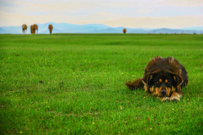 View of a dog on field