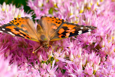 Butterfly on purple flower