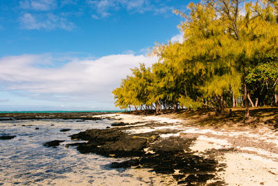 Trees on beach against sky