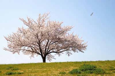 View of cherry blossom tree in field
