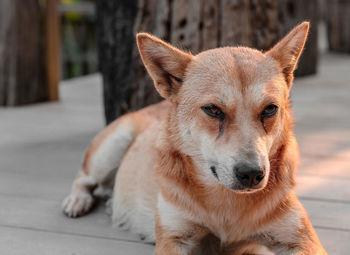 Close-up portrait of dog relaxing outdoors