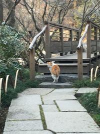 Cat standing on footpath