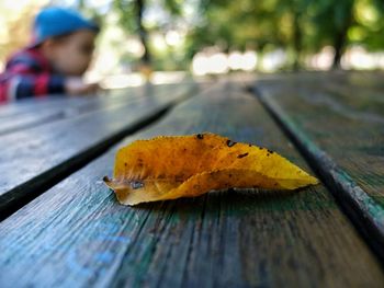 Close-up of yellow autumn leaf on table