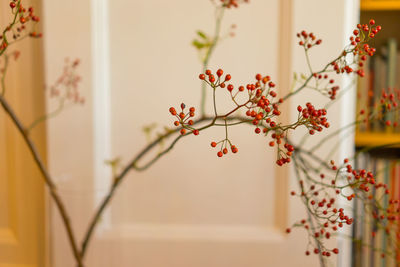 Close-up of flowers against blurred background