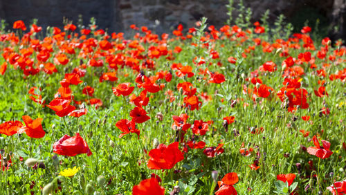 Close-up of red poppies on field