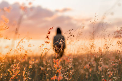 Close-up of plants on field during sunset