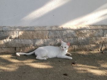 White cat resting on wall