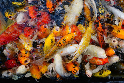 Close-up of koi carps swimming in sea