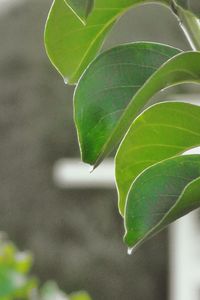 Close-up of leaves