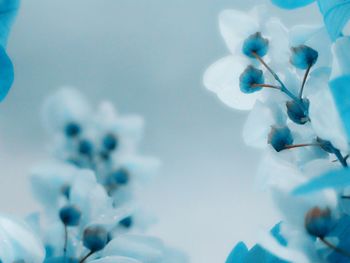 Close-up of purple flowers