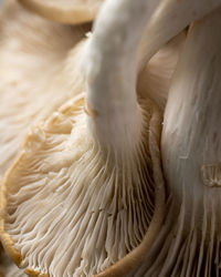 Close-up of a bird