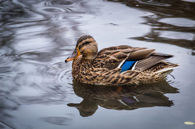 Mallard duck swimming on lake