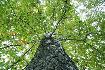 Low angle view of trees