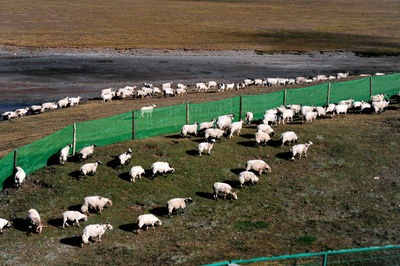 Flock of sheep grazing on grass