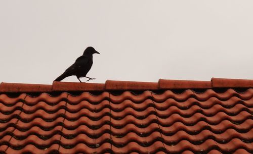 Low angle view of bird perching on roof against clear sky