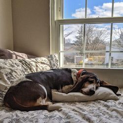 Dog relaxing on bed at home