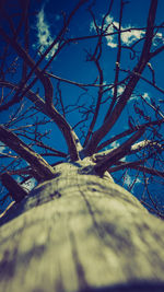 Low angle view of tree against blue sky