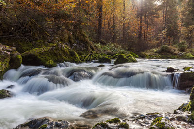 Scenic view of waterfall in forest