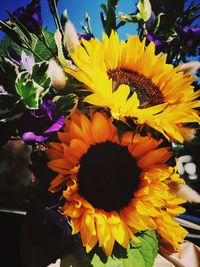 Close-up of yellow flowering plant