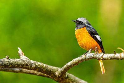 Close-up of bird perching on branch