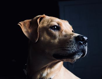 Close-up of dog against black background