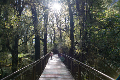 Wooden bridge in the beech forest at new zealand national park. the chasm. 