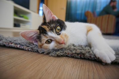 Portrait of cat relaxing on floor at home