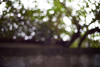 Close-up of wet tree