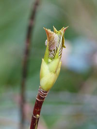 Close-up of lizard on plant