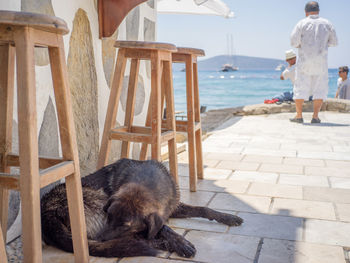 View of dog sleeping at bar next to sea
