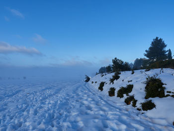 Snow covered plants against sky