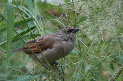 Close-up of bird perching on branch