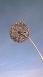 Low angle view of flower against sky