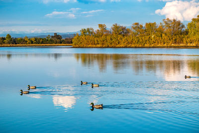 View of ducks swimming in lake