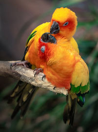 Close-up of parrot perching on branch