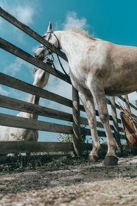 Low angle view of horse on field against sky