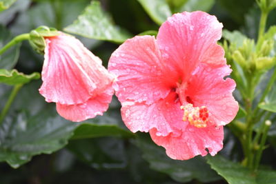 Close-up of pink flowers