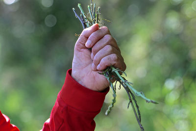 Close-up of person holding leaf