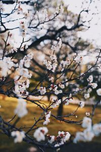 Close-up of pink cherry blossoms