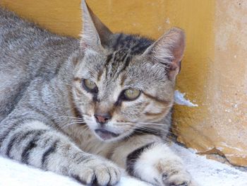 Close-up portrait of cat