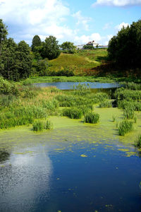 Scenic view of lake in forest against sky