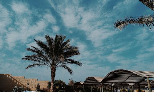 Low angle view of palm tree against sky